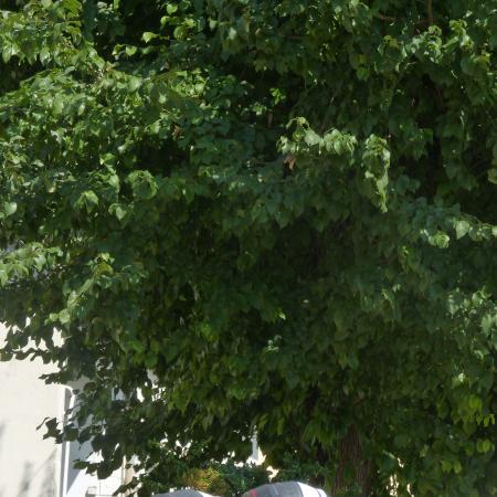 Nagyobb kép megtekintése